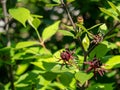 Real spice bush Calycanthus floridus Royalty Free Stock Photo