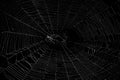 Real spider web on black