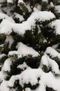 Real snowy cold winter. spruce branches with snow, decorated with garlands.