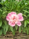 The real star of this season: a pink peony flower