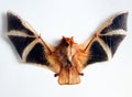 Real stuffed orange bat Kerivoula picta with wings isolated on white close-up, scary animal, halloween, gothic