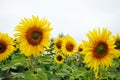 Real sunflower in natural garden