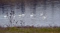 real swan, Cygnus olor, a species of swan and a member of the waterfowl family Anatidae