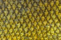 Real Tench Fish Scales Background Royalty Free Stock Photo