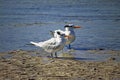 Royal Tern Thalasseus maximus couple on the shore of the beach