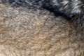 Real texture of silver wolf fur Royalty Free Stock Photo