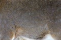 Real texture skin of deer. Nature animal body and fur patterns