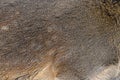 Real texture skin of deer. Nature animal body and fur patterns