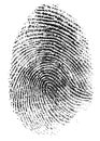 Real thumb fingerprint pattern isolated