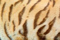 Real Tiger Fur Texture Royalty Free Stock Photo