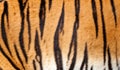 Real Tiger Fur Texture Striped Pattern Background Royalty Free Stock Photo