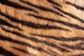 real tiger stripes on animal pelt Royalty Free Stock Photo