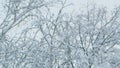 Abstract Black And White Of Snow Covered Tangle Of Branches. Snow On Branches Of Leafy Tree. Royalty Free Stock Photo