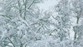 Abstract Black And White Of Snow Covered Tangle Of Branches. Snow On Branches Of Leafy Tree. Royalty Free Stock Photo