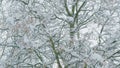 Abstract Black And White Of Snow Covered Tangle Of Branches. Snow On Branches Of Leafy Tree. Royalty Free Stock Photo