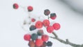 Ash berry In Winter On Natural Background. Red Bunches Of Rowan Covered With First Snow. Royalty Free Stock Photo