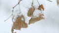 Background Of A Large Number Of Branches And Snow. Tree Leaves Covered With Snow. Royalty Free Stock Photo