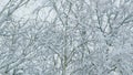 Beautiful Details On A Cold Winter Day. Winter Background Of Deciduous Forest. Royalty Free Stock Photo