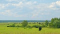 Black Angus Cattle Cows Grazing On Farmland. Cows Grazing On A Green Summer Meadow. Royalty Free Stock Photo