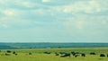 Black Angus Cattle Cows Grazing On Farmland. Cows Grazing On A Green Summer Meadow. Royalty Free Stock Photo