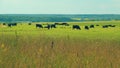 Black Cow Walking And Eating Grass On Green Meadow. Cow Grazing On Pasture In Summer Day. Royalty Free Stock Photo