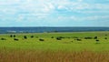 Black Cow Walking And Eating Grass On Green Meadow. Cow Grazing On Pasture In Summer Day. Royalty Free Stock Photo