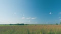 Cow Farm Panorama. Cows Grazing On Grass In A Field. Herd Of Angus In A Green Pasture In Late Summer.