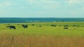 Cow Farm Panorama. Cows Grazing On Grass In A Field. Herd Of Angus In A Green Pasture In Late Summer.