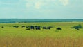 Cow Farm Panorama. Cows Grazing On Grass In A Field. Herd Of Angus In A Green Pasture In Late Summer. Royalty Free Stock Photo