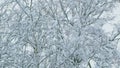 Deciduous Tree Like Birch Tree Bare And Leafless Covered In Snow Burdens. Freeze Branches Leaves Under Snow. Royalty Free Stock Photo