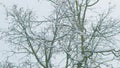 Deciduous Tree Like Birch Tree Bare And Leafless Covered In Snow Burdens. Freeze Branches Leaves Under Snow. Royalty Free Stock Photo