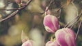 Flowers Magnolia Branch. Pink Magnolia Flowers In The Park In Spring.