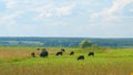 Herd Of Cows Grazing In Meadow. Cows On A Summer Pasture. Cows On Field. Long Pasture.