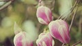 Pink Magnolia Flowers. Flowering Magnolia. Natural Abstract Soft Floral Background. Royalty Free Stock Photo