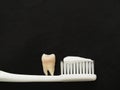 Real tooth on white toothbrush with toothpaste on black background. Good healthy teeth concept Royalty Free Stock Photo