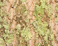 Real Tree Bark Royalty Free Stock Photo