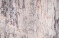 Real tree old wooden texture. Wood background with brown green structure. Natural forest rustic photo. Ecological pine bark Royalty Free Stock Photo