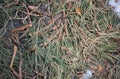 Real tree old wooden texture. Wood background with green moss and mold. Natural forest rustic photo. Vertical ecological pine bark Royalty Free Stock Photo