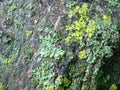 Real tree old wooden texture. Wood background with green moss and mold. Natural forest rustic photo Royalty Free Stock Photo