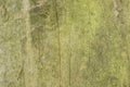 Real tree old wooden texture. Wood background with green moss and mold. Natural forest rustic photo. Vertical ecological pine bark Royalty Free Stock Photo