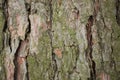 Real tree old wooden texture. Wood background with green moss and mold. Natural forest rustic photo. Vertical ecological pine bark Royalty Free Stock Photo