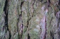 Real tree old wooden texture. Wood background with green moss and mold. Natural forest rustic photo. Vertical ecological pine bark Royalty Free Stock Photo