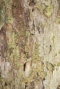 Real tree old wooden texture. Wood background with green moss and mold. Natural forest rustic photo. Vertical ecological pine bark Royalty Free Stock Photo