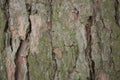 Real tree old wooden texture. Wood background with green moss and mold. Natural forest rustic photo. Vertical ecological pine bark Royalty Free Stock Photo