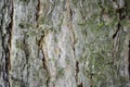 Real tree old wooden texture. Wood background with green moss and mold. Natural forest rustic photo. Vertical ecological pine bark Royalty Free Stock Photo