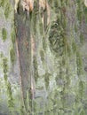 Real tree old wooden texture. Wood background with green moss and mold. Natural forest rustic photo Royalty Free Stock Photo