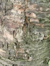 Real tree old wooden texture. Wood background with green moss and mold. Natural forest rustic photo Royalty Free Stock Photo