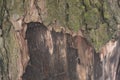 Real tree old wooden texture. Wood background with green moss and mold. Natural forest rustic photo. Vertical ecological pine bark Royalty Free Stock Photo