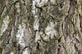 Real tree old wooden texture. Wood background with green moss and mold. Natural forest rustic photo. Vertical ecological pine bark Royalty Free Stock Photo