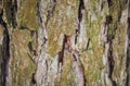 Real tree old wooden texture. Wood background with green moss and mold. Natural forest rustic photo. Vertical ecological pine bark Royalty Free Stock Photo